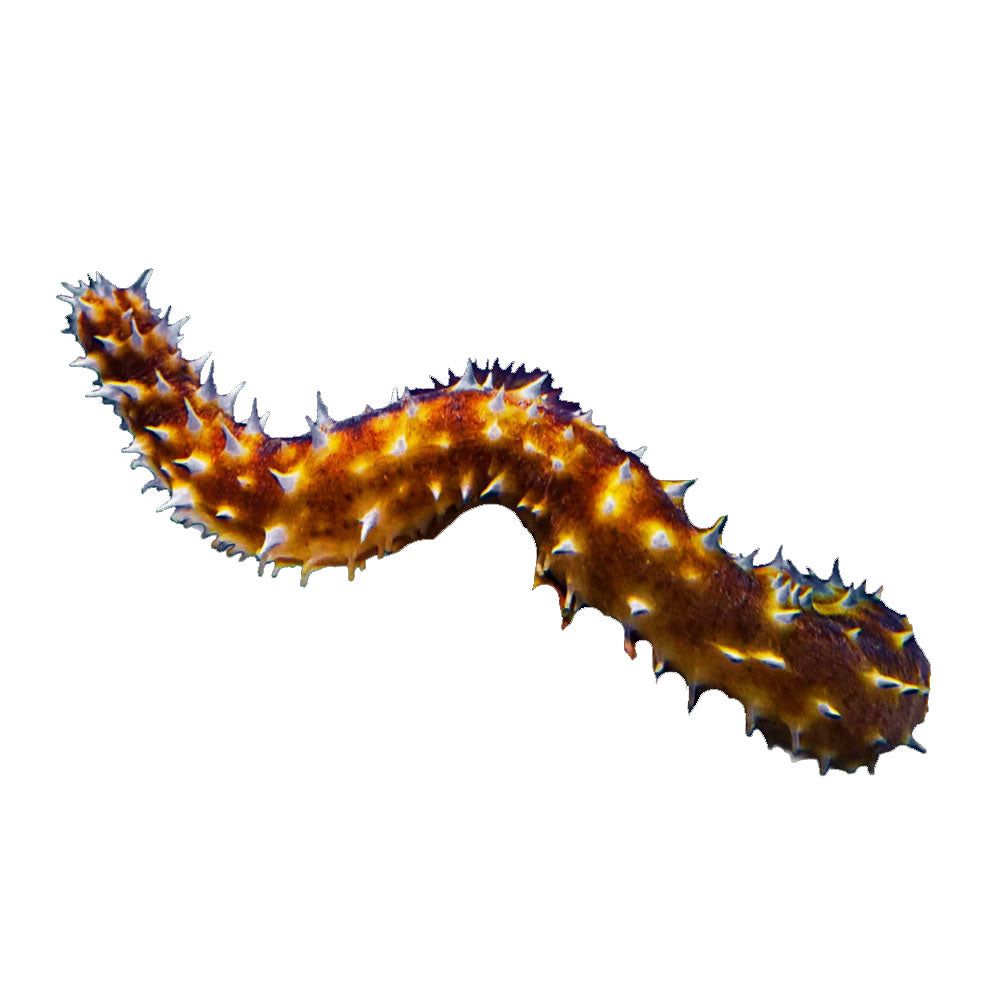 Sea Cucumber Tiger Tail (Holothuria Thomasi)