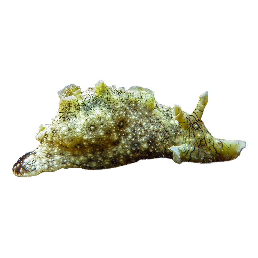Sea Hare (Aplysia Dactylomela)