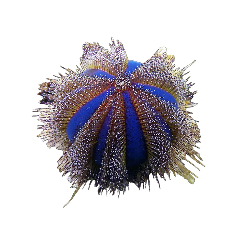 Sea Urchin Tuxedo (Mespilia Globulus)