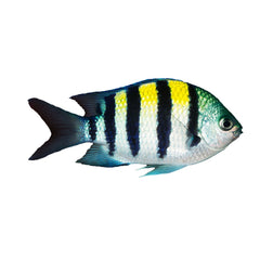 Sergeant Major Damselfish (Abudefduf vaigiensis)