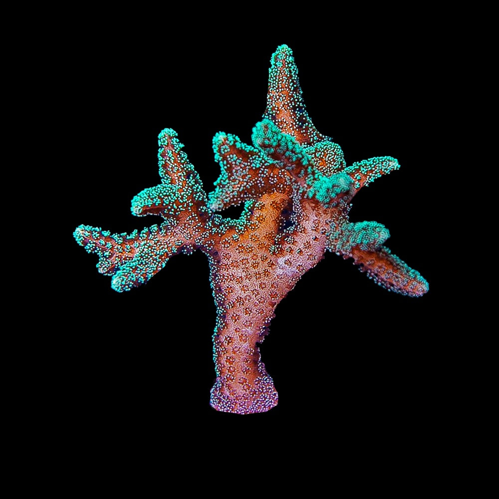 Seriatopora Green