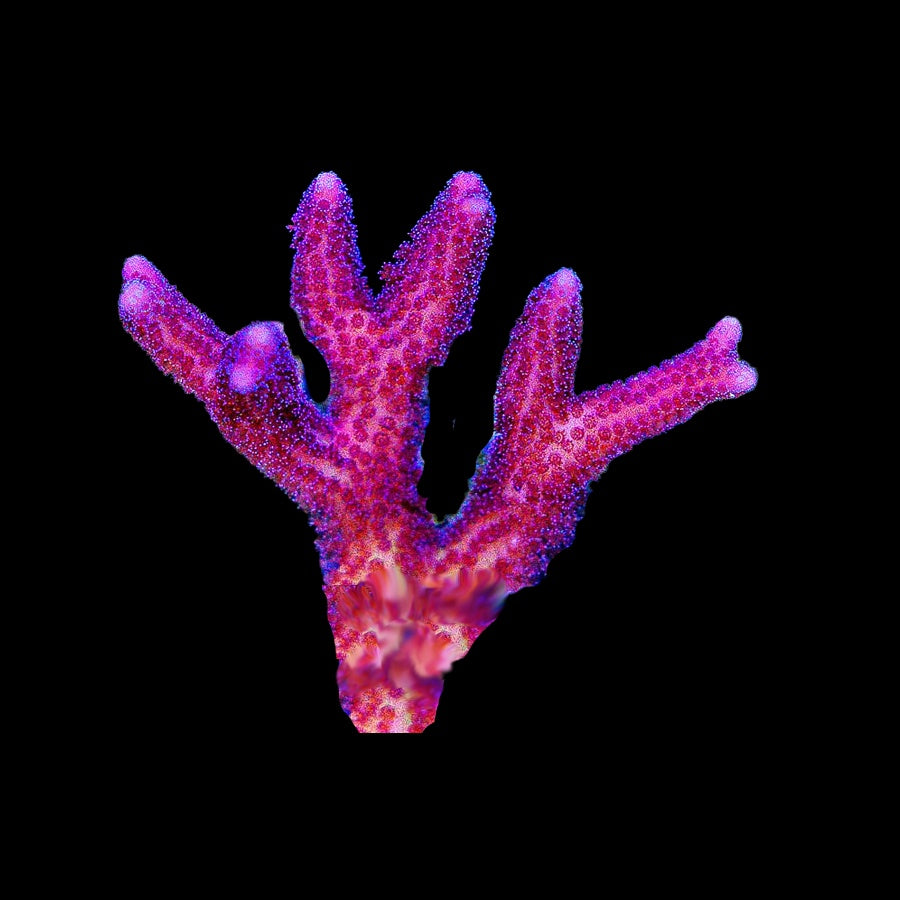 Seriatopora Pink