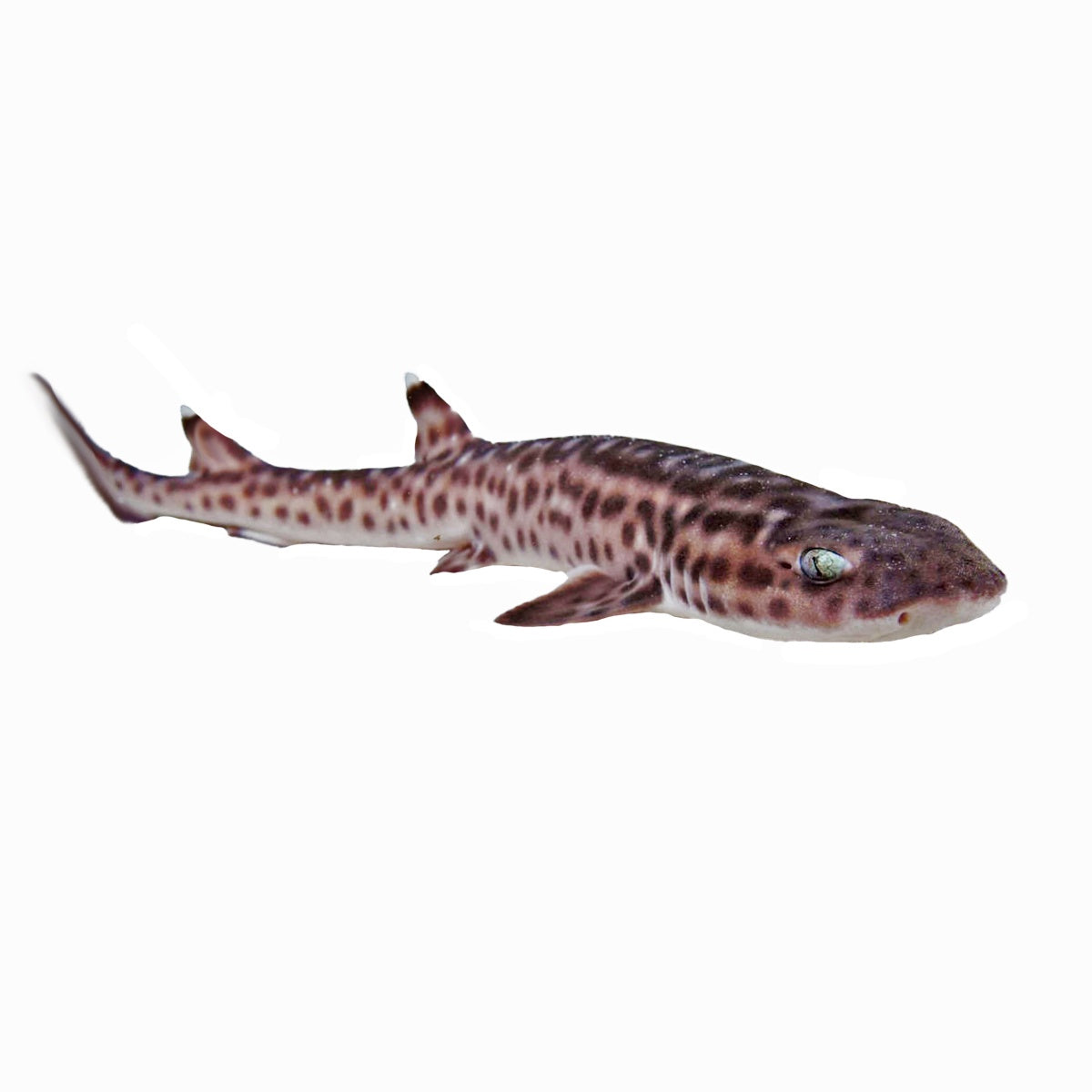 Marbled Shark (Atelomycterus Marmoratus)
