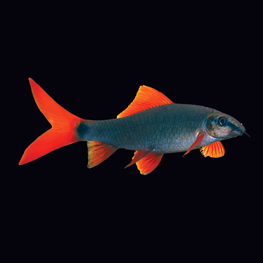 Shark Rainbow (Epalzeorhynchos Frenatum)