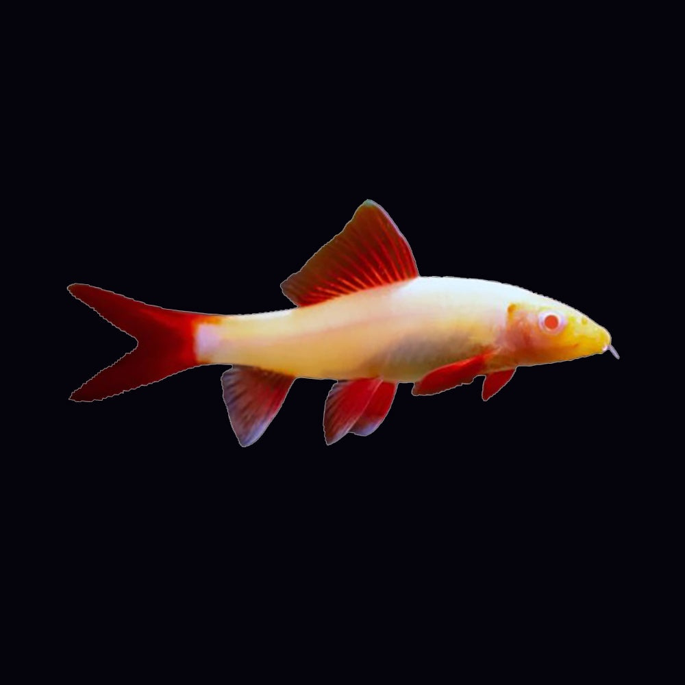Shark Red Tail Albino