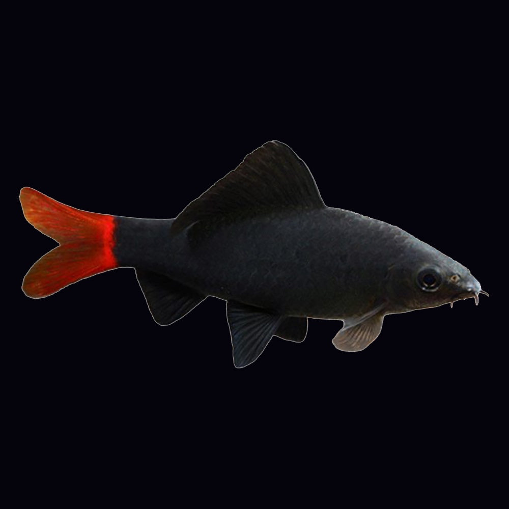 Shark Red Tail (Epalzeorhynchos Bicolor)