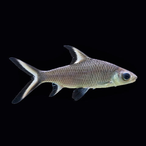 Shark Silver (Balantiocheilos Melanopterus)