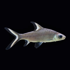 Shark Silver (Balantiocheilos Melanopterus)