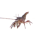 Shrimp Alien