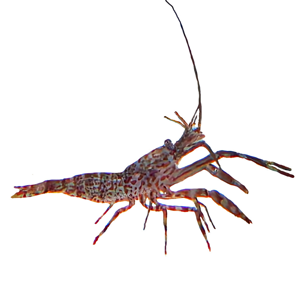 Shrimp Alien