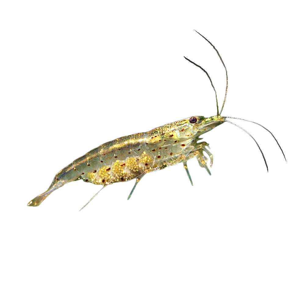 Shrimp Australian Amano