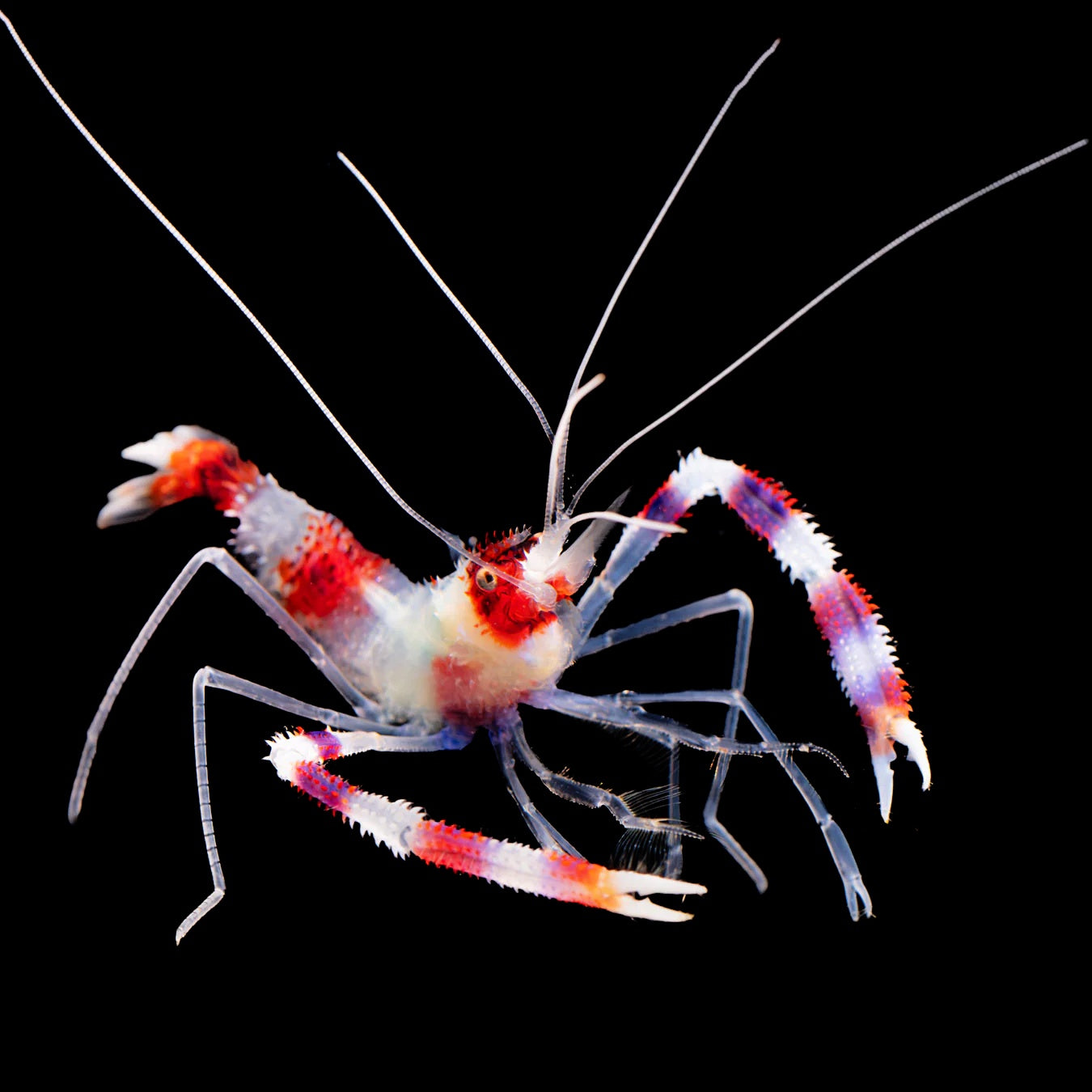 Coral Banded Shrimp