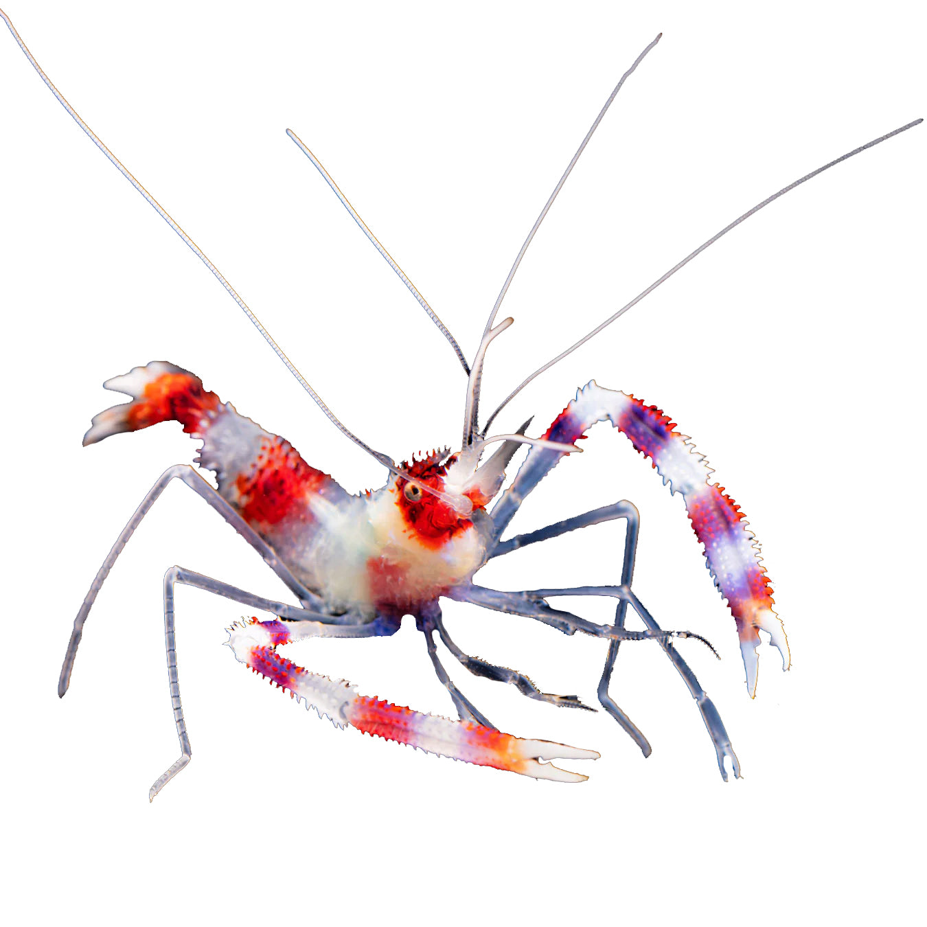 Coral Banded Shrimp