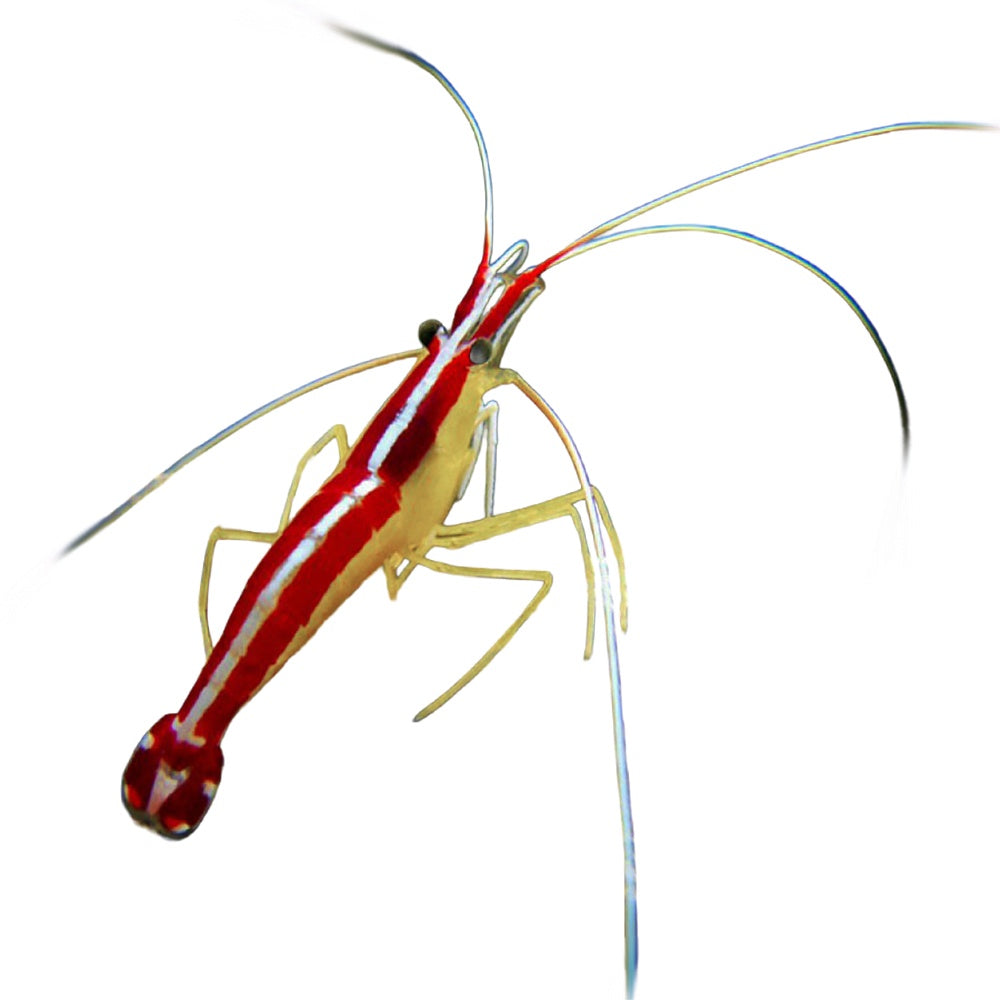Shrimp Red Line Cleaner (Lysmata Amboinensis)