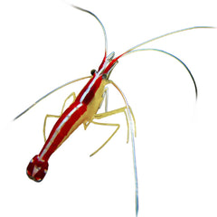 Shrimp Red Line Cleaner (Lysmata Amboinensis)