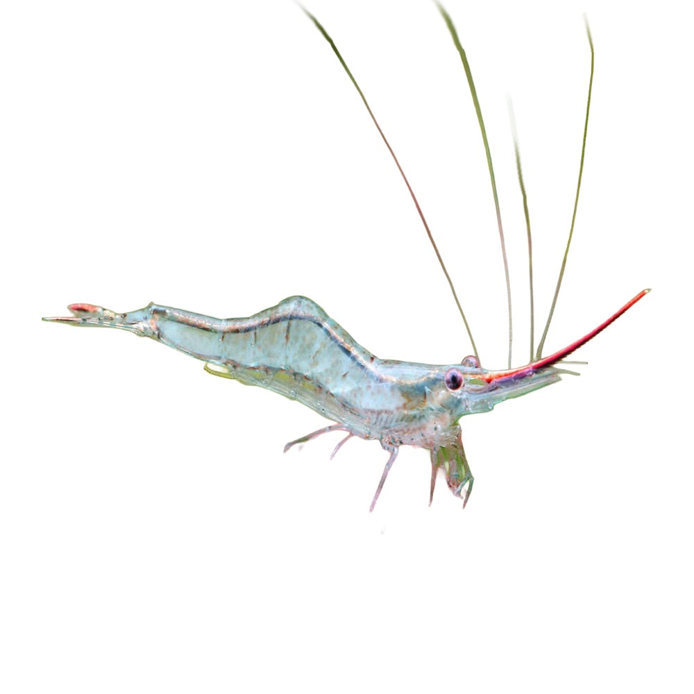 Shrimp Darwin Long Nose (Caridina Gracilirostris)