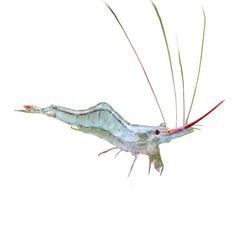 Shrimp Darwin Long Nose (Caridina Gracilirostris)