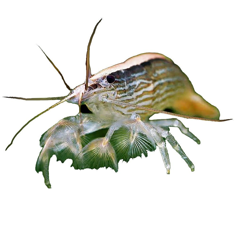 Shrimp Riffle (Australatya Striolata)