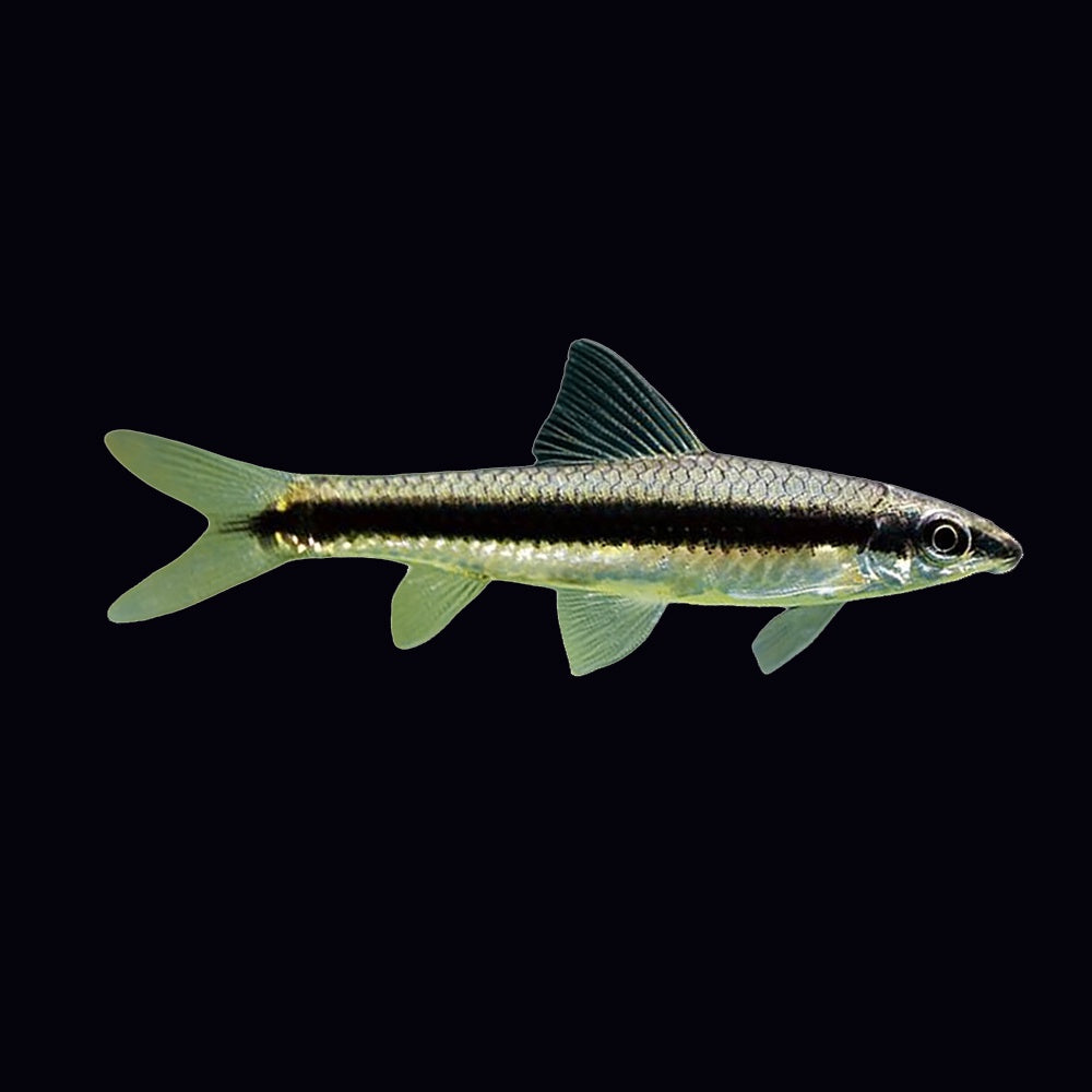 Siamese Algae Eater (Crossocheilus Oblongus)