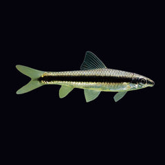 Siamese Algae Eater (Crossocheilus Oblongus)