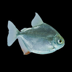 Silver Dollar (Metynnis Hypsauchen)