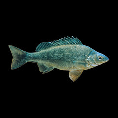 Perch Silver (Bidyanus Bidyanus)
