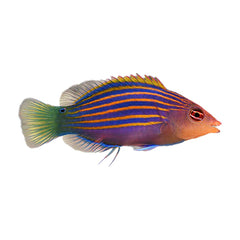Six Line Wrasse (Pseudocheilinus Hexataenia)
