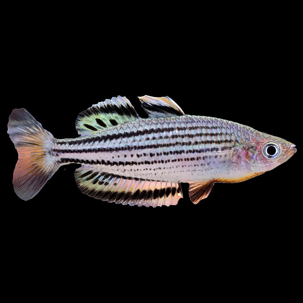 Rainbow Fish Skull Creek (Melanotaenia Sahulensis)