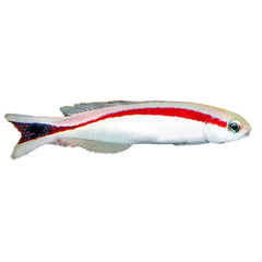 Skunk Tilefish (Hoplolatilus Marcosi)