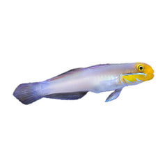 Gold Head Sleeper Goby (Valenciennea Strigata)