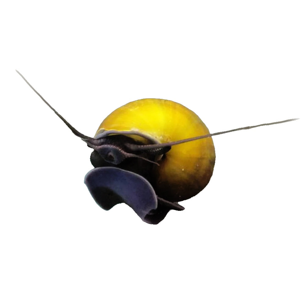 Snail Mystery Black Foot
