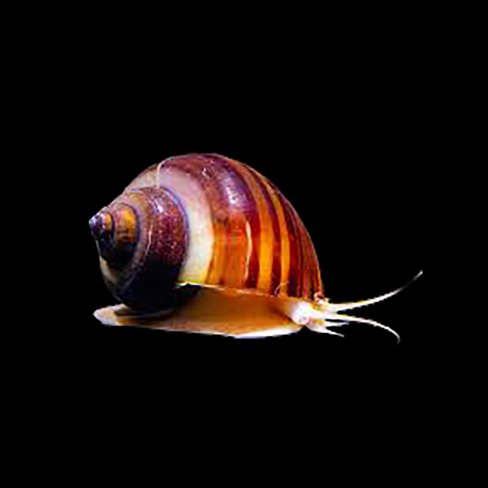Snail Mystery Chestnut