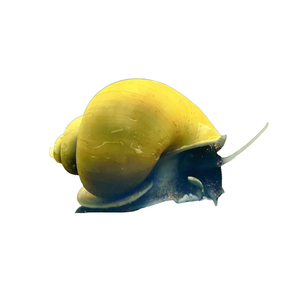 Snail Mystery Green