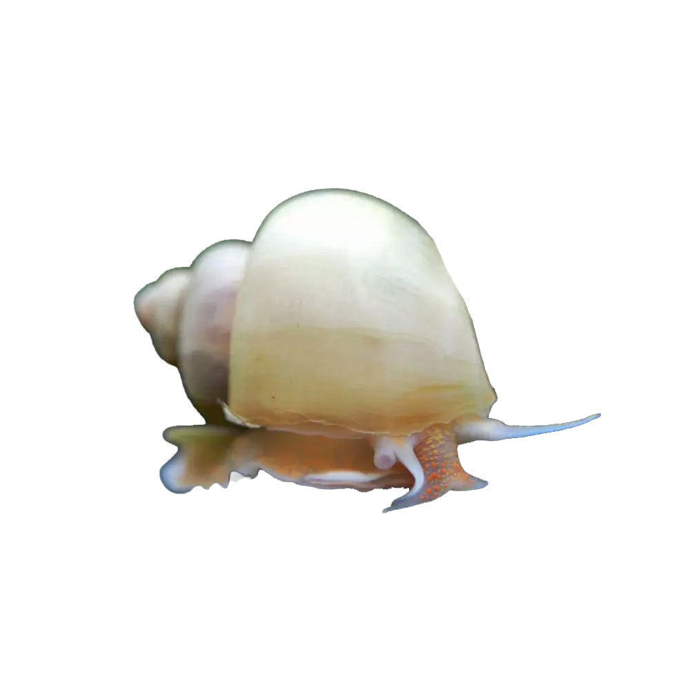 Snail Mystery Ivory