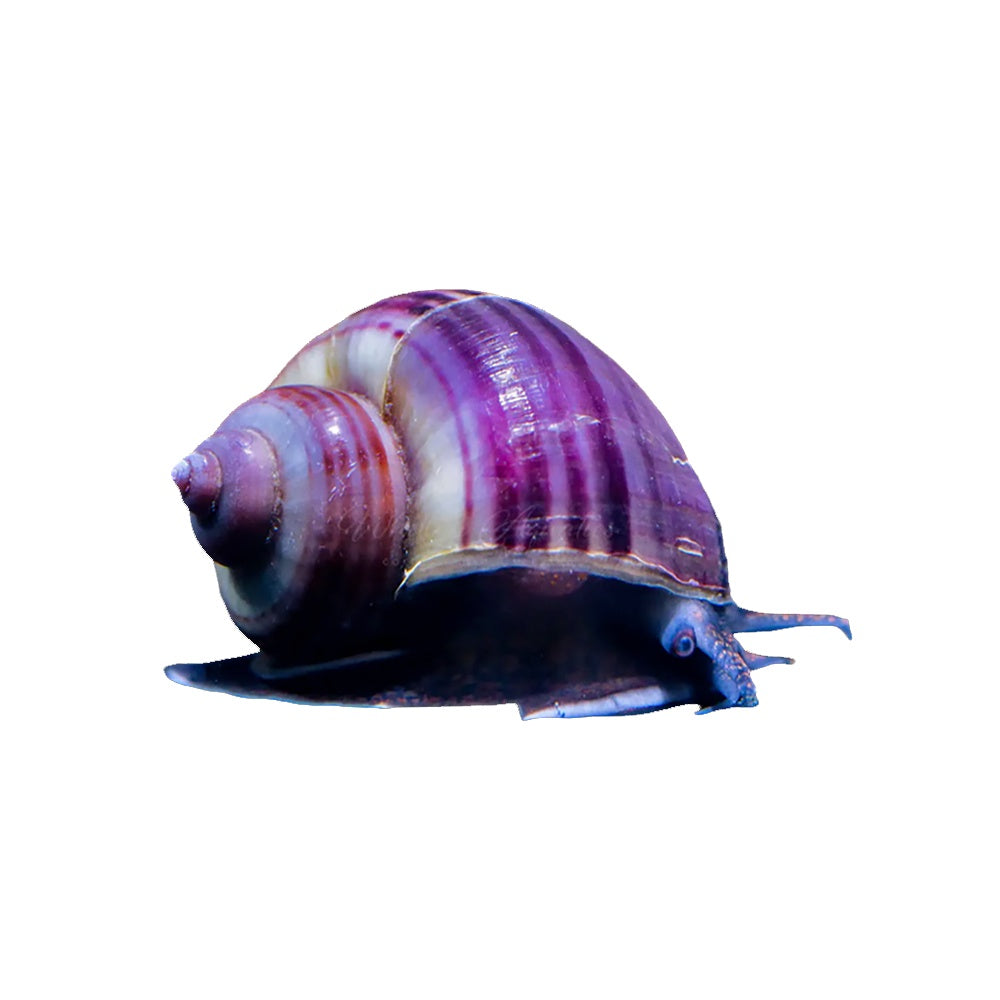 Snail Mystery Purple