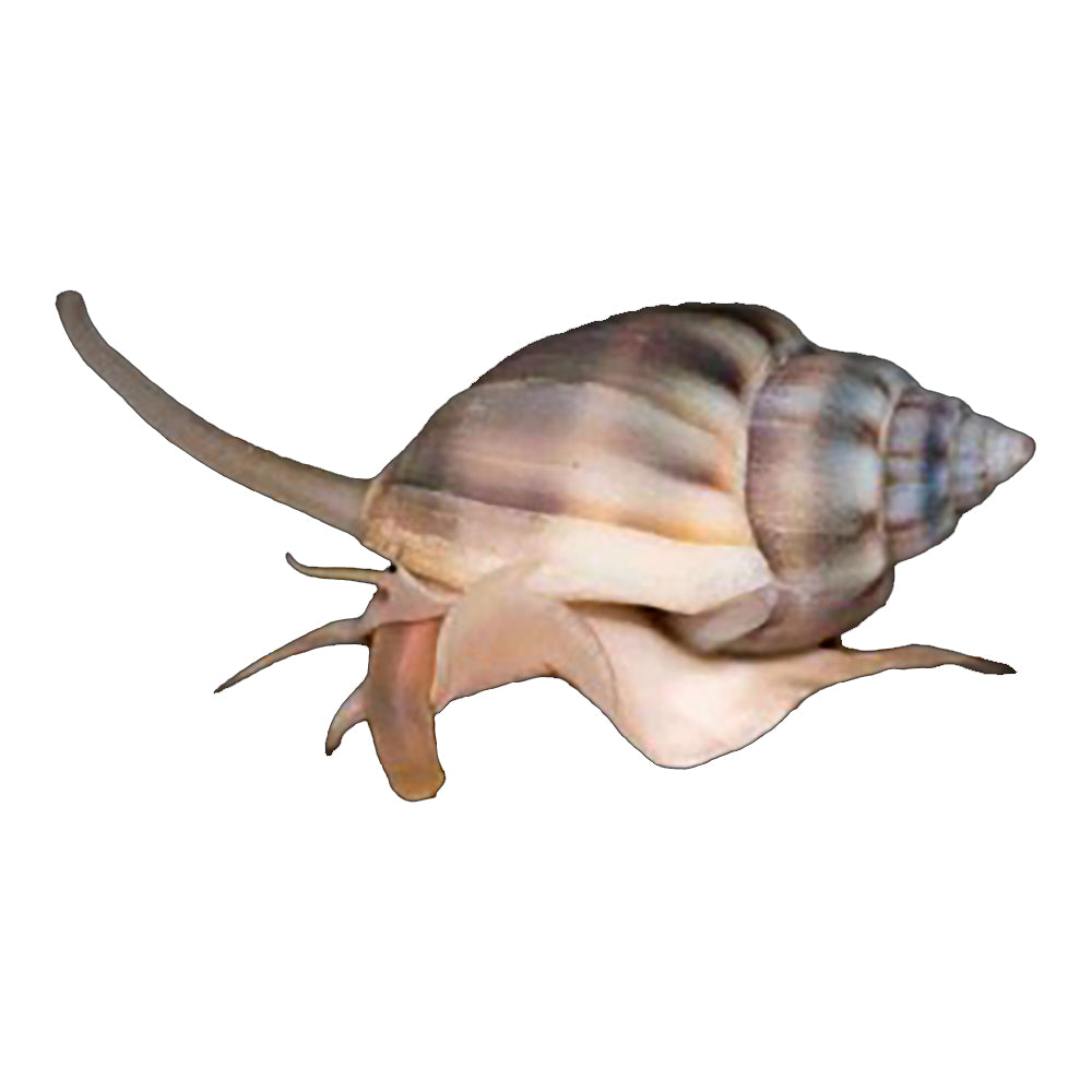 Snail Nassarius (Nassarius Pullus)