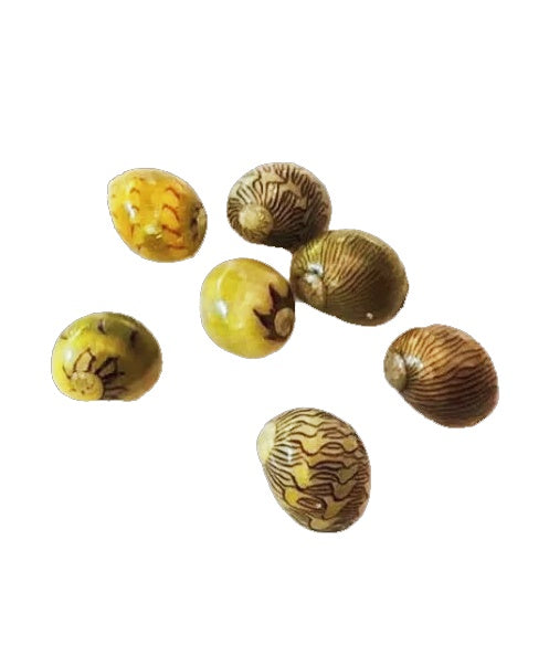 Snail Nerite