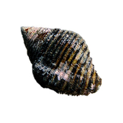 Pollia Snail (Pollia Fumosus)