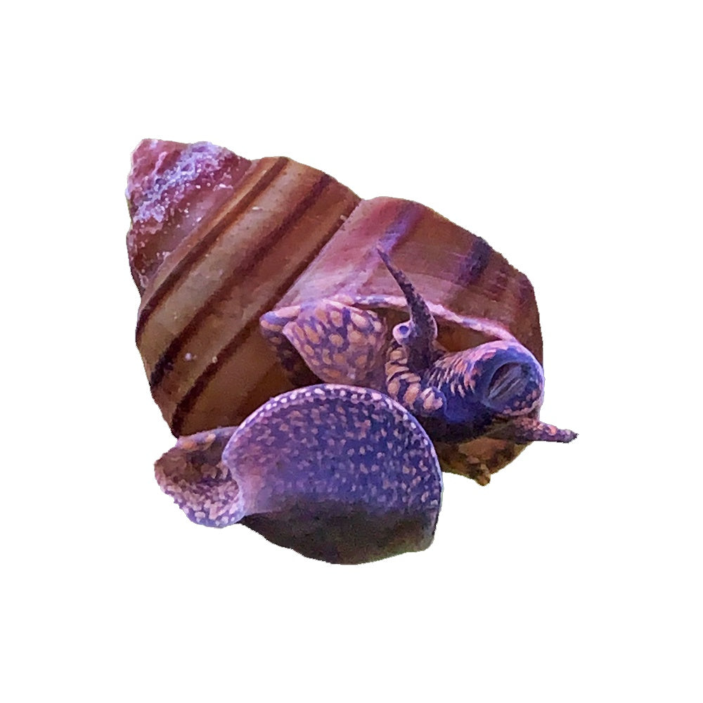 Snail Spiral Singapore