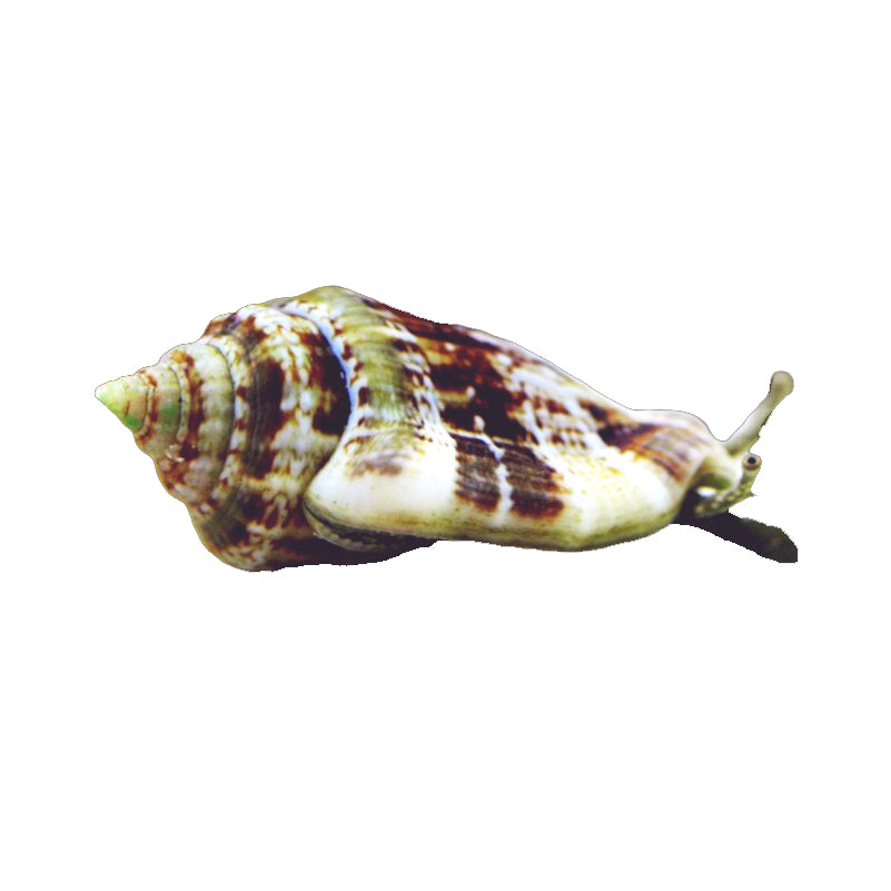 Snail Strombus