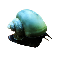 Snails Mystery Blue