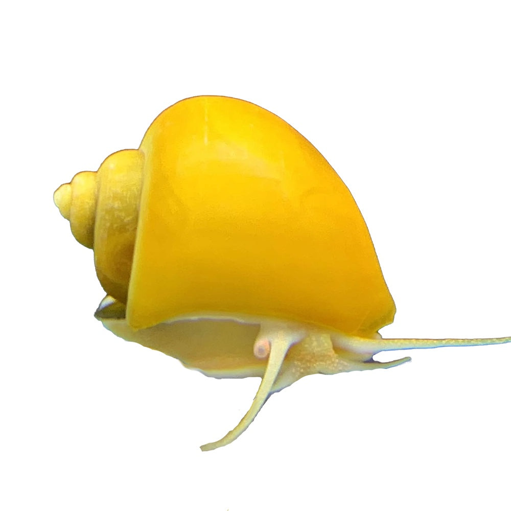 Snails Mystery Gold