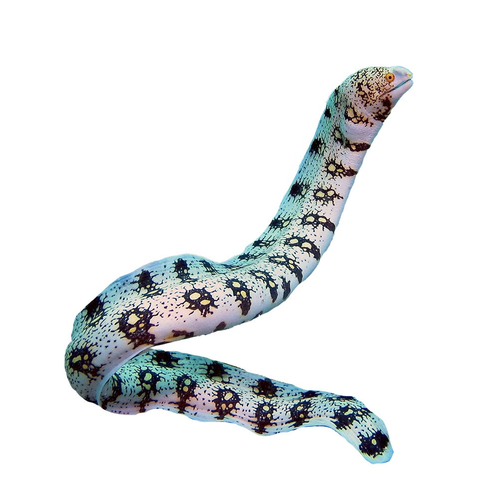 Snowflake Moray Eel (Echidna Nebulosa) - Available 4 June