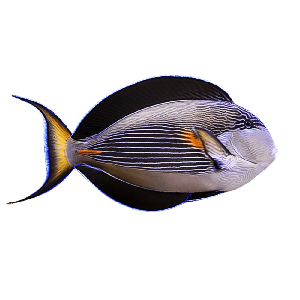 Sohal Tang (Acanthurus Sohal)