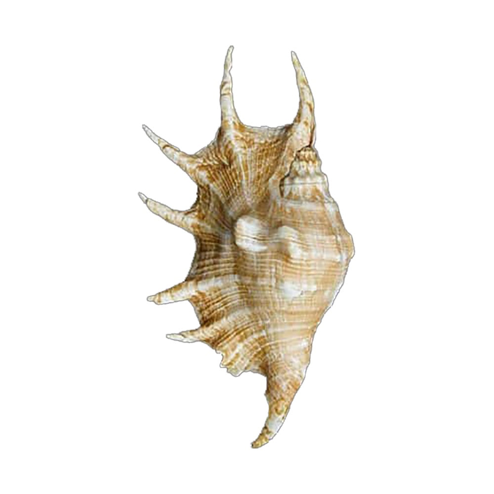 Spider Strombus (Lambis Lambis)