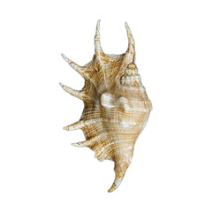 Spider Strombus (Lambis Lambis)