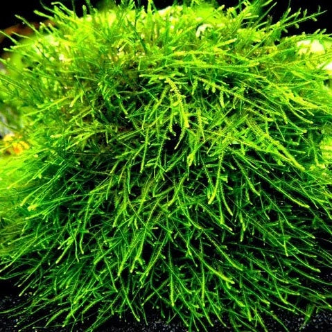 Spiky Moss - Taxiphyllum Sp.