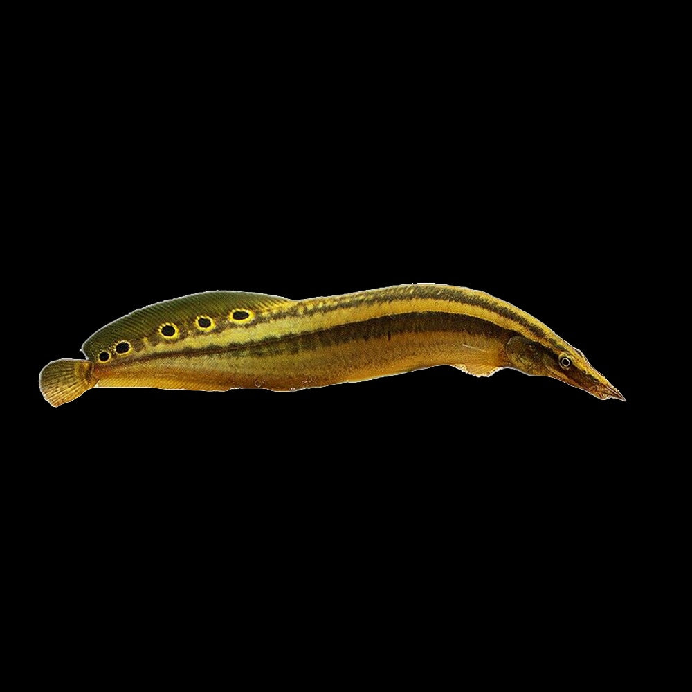 Eel Spiny (Macrognathus Aculeatus)