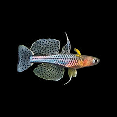 Rainbow Fish Spotted Blue Eye (Pseudomugil Gertrudae)