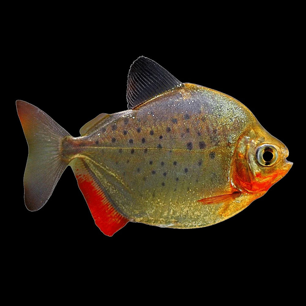 Silver Dollar Spotted (Metynnis Lippincottianus)